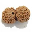 Gauri Shankar Rudraksha