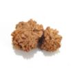 Gauri Shankar Rudraksha