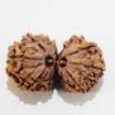 Gauri Shankar Rudraksha