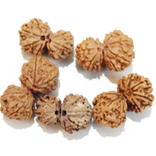 Gauri Shankar Rudraksha Lot