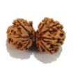 Gauri Shankar Rudraksha Lot