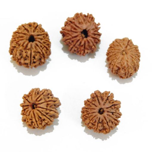 Eleven Mukhi Rudraksha Lot