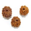 Twelve Mukhi Rudraksha Lot