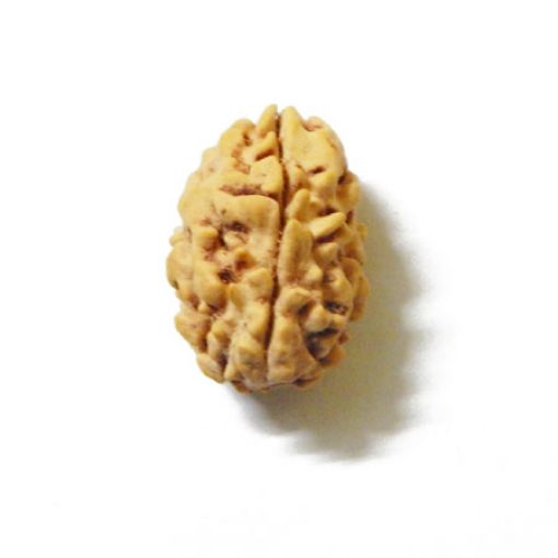 3 Mukhi Himalayan Rudraksha