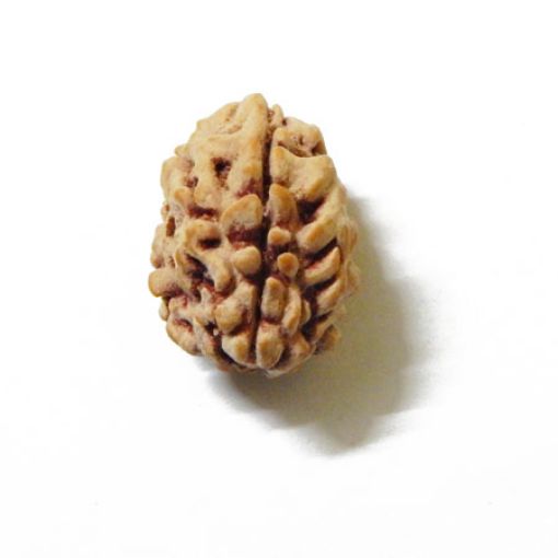 3 Mukhi Himalayan Rudraksha