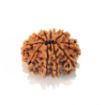 Ten Mukhi Rudraksha