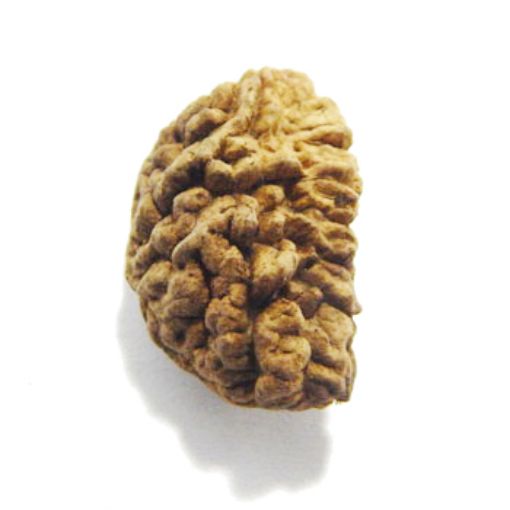Ek Mukhi Rudraksha