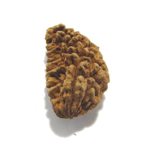 one mukhi rudraksha
