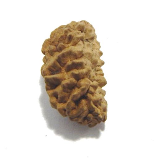 one mukhi rudraksha