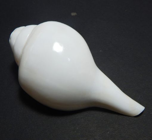 Blowing Shankh