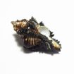 Shani Shankh (Conch)