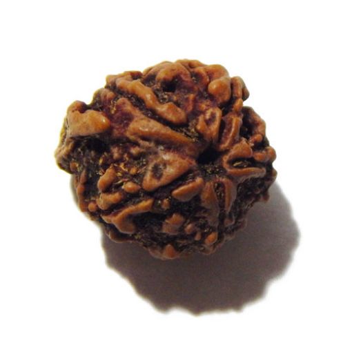 Ganesha Rudraksha