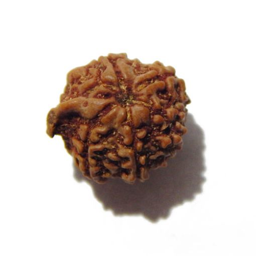 Ganesha Rudraksha