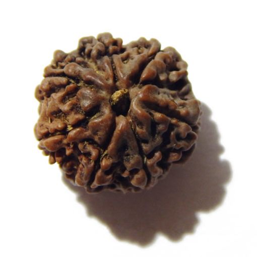 Seven Mukhi Rudraksha
