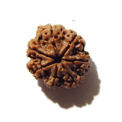 Seven Mukhi Rudraksha