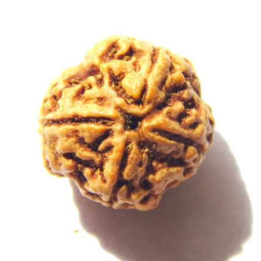 4 mukhi nepali rudraksha