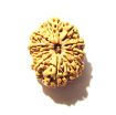 12 Mukhi Nepali Rudraksha