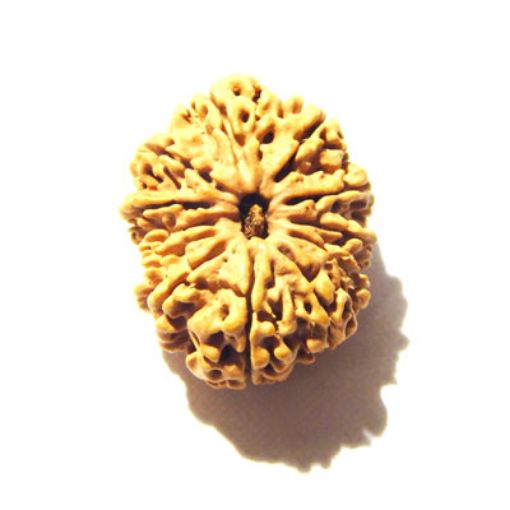 12 Mukhi Nepali Rudraksha