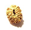 12 Mukhi Nepali Rudraksha