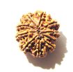 10 Mukhi Nepali Rudraksha