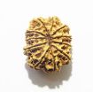 11 Mukhi Nepali Rudraksha
