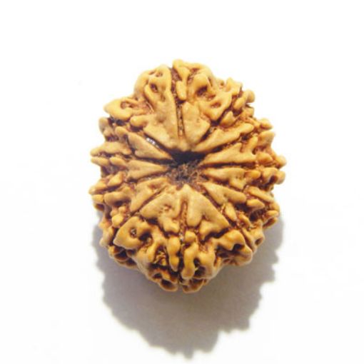 11 Mukhi Nepali Rudraksha