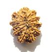 11 Mukhi Nepali Rudraksha