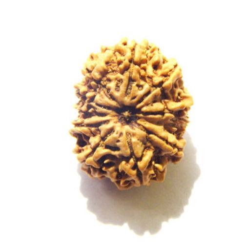 11 Mukhi Nepali Rudraksha