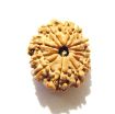 11 Mukhi Nepali Rudraksha