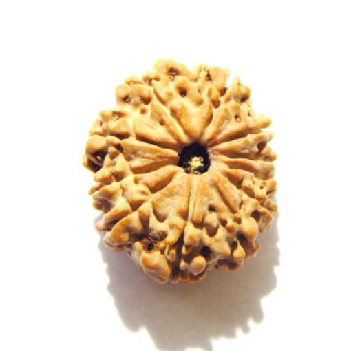 11 Mukhi Nepali Rudraksha