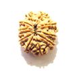 11 Mukhi Nepali Rudraksha