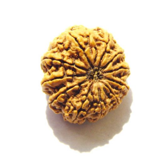 11 Mukhi Nepali Rudraksha