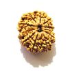 11 Mukhi Nepali Rudraksha