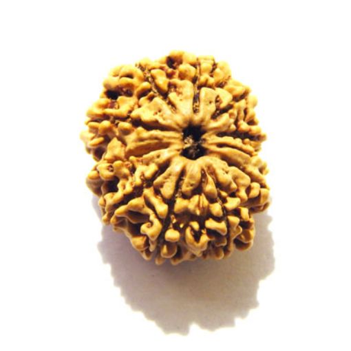 11 Mukhi Nepali Rudraksha