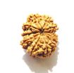11 Mukhi Nepali Rudraksha