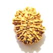11 Mukhi Nepali Rudraksha