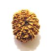 11 Mukhi Nepali Rudraksha