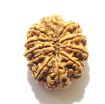11 Mukhi Nepali Rudraksha