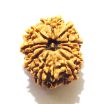 11 Mukhi Nepali Rudraksha