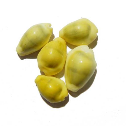 Yellow Cowrie
