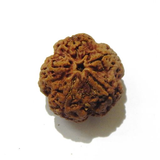 5 Mukhi Large Rudraksha