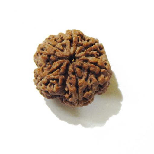 5 Face Big Size Rudraksha