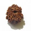 9 Mukhi Nepali Rudraksha