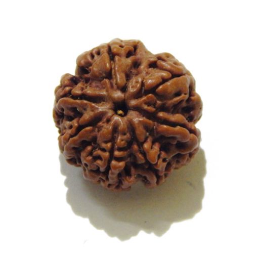7 Face Rudraksha 