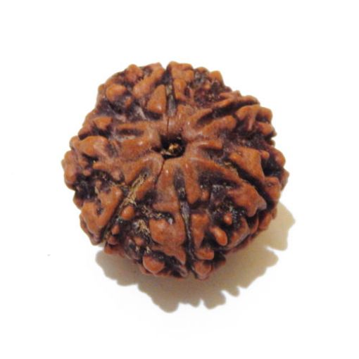 Six Mukhi Rudraksha