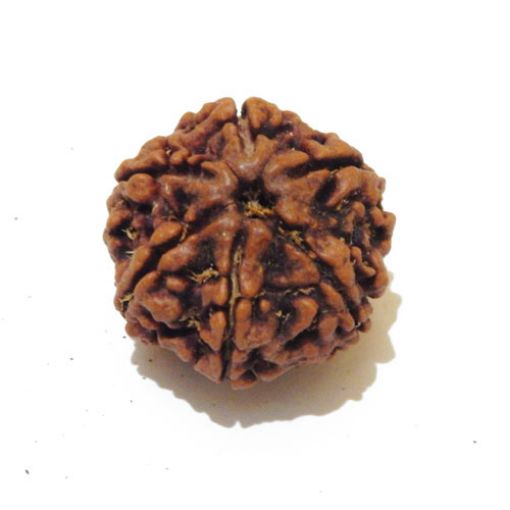 Six Mukhi Rudraksha