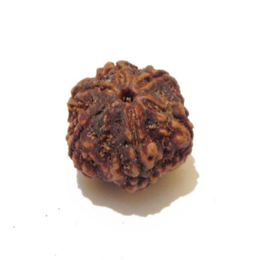 Six Mukhi Rudraksha