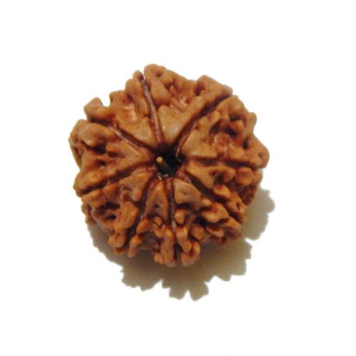 Eight Mukhi Rudraksha