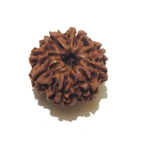 Eight Mukhi Rudraksha