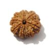 Nine Mukhi Rudraksha